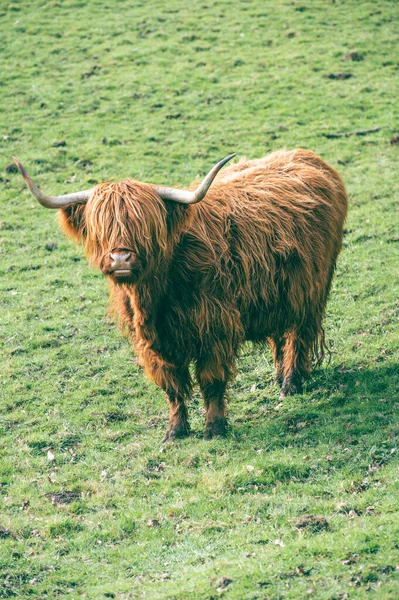 Eine Nahaufnahme Einer Flauschigen Schottischen Hochlandkuh Auf Grasland — Stockfoto
