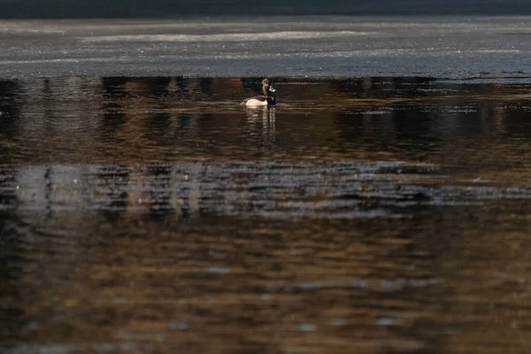 Eine Ente Schwimmt Einem Düsteren Tag Einem Dunklen See Wald — Stockfoto