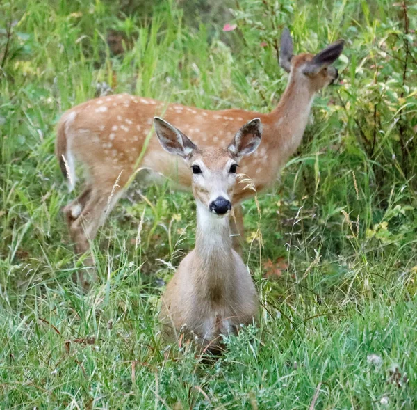 Closeup Shot Two Spotted Deers Middle Green Meadow — Stock Photo, Image