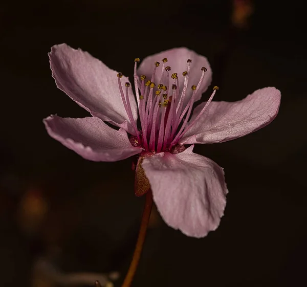 어두운 배경에 분홍색 사쿠라 모습을 클로즈업 — 스톡 사진