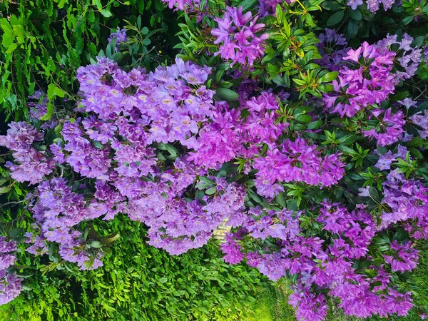 Plan Vertical Fleurs Bougainvilliers Dans Jardin — Photo