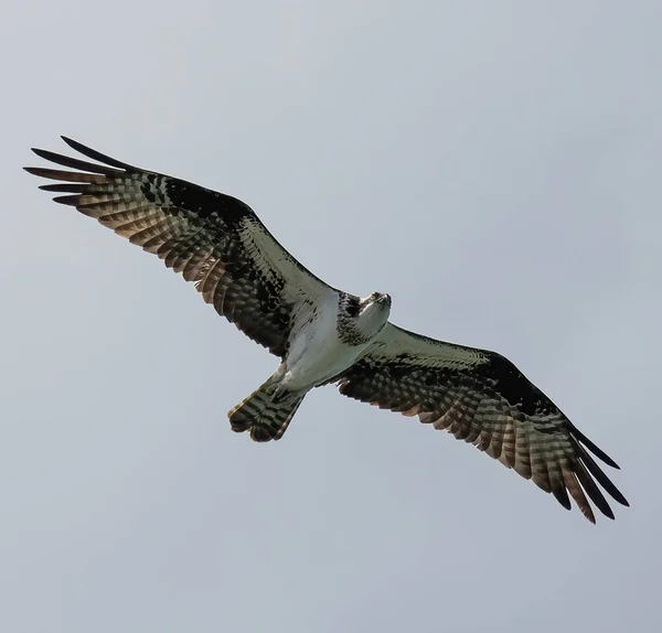 Vue Angle Bas Oiseau Balbuzard Volant Contre Ciel Nuageux Par — Photo