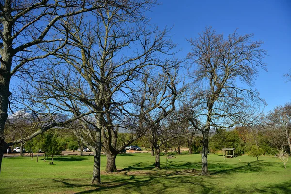 Egy Gyönyörű Zöld Park Magas Lombtalan Fákkal Tiszta Kék Ellen — Stock Fotó