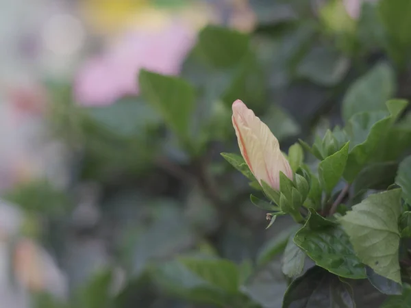 Closeup Hibiscus Flower Garden — Stock Fotó