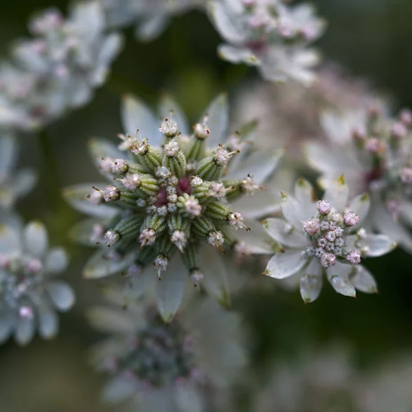 Great Masterwort White Flower Heads Astrantia Genus Close —  Fotos de Stock
