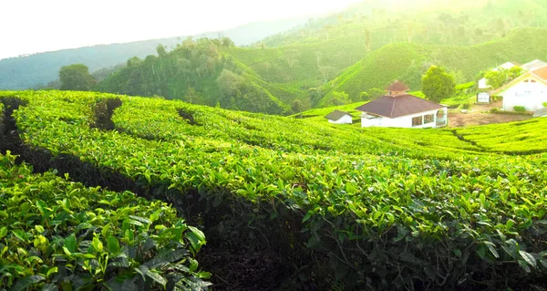 Tiro Campo Plantación Verde — Foto de Stock