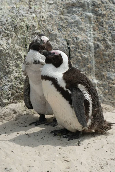 Primer Plano Par Pingüinos Africanos Una Playa Arena —  Fotos de Stock