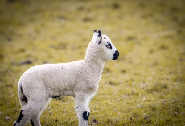 一只可爱的黑斑羊羔站在绿草上的特写镜头 — 图库照片