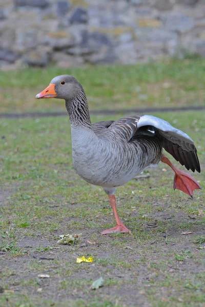 Primer Plano Ganso Greylag Pie Sobre Hierba Fresca Vertical —  Fotos de Stock