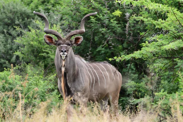 Detailní Záběr Kudu — Stock fotografie