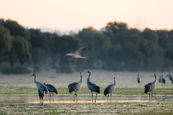 Beautiful Shot Cranes Field Extremadura Spain Winter — Stock Photo, Image