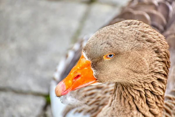 Szürke Lúd Közelsége Anser Anser — Stock Fotó