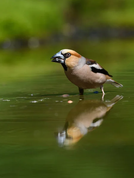 Vertikal Bild Vanlig Grovnäbb Fågel Dricksvatten Från Liten Pöl Skogen — Stockfoto