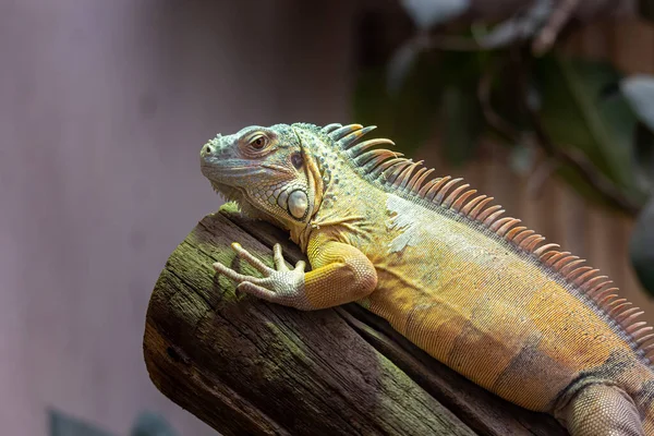 Lagarto Tendido Rama Safari Peaugres Francia — Foto de Stock