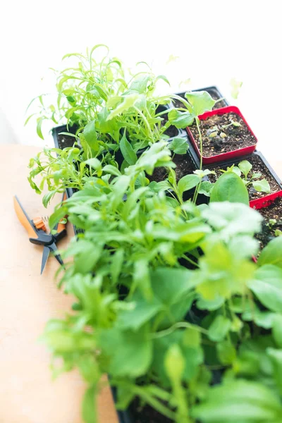 Iniciando Mudas Tomate Dentro Casa Para Preparar Para Jardinagem — Fotografia de Stock