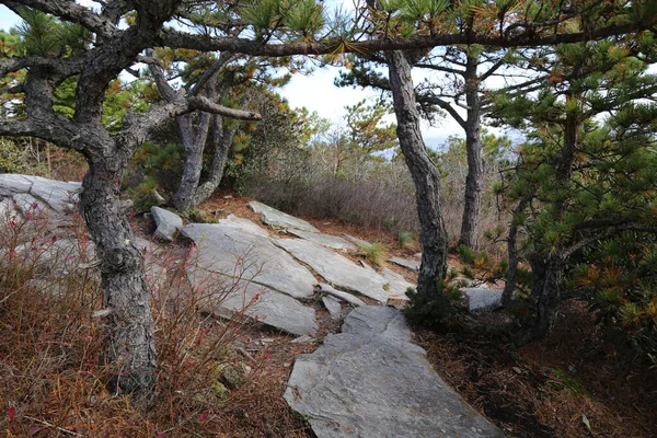 Path Trees Woods — Stock Photo, Image