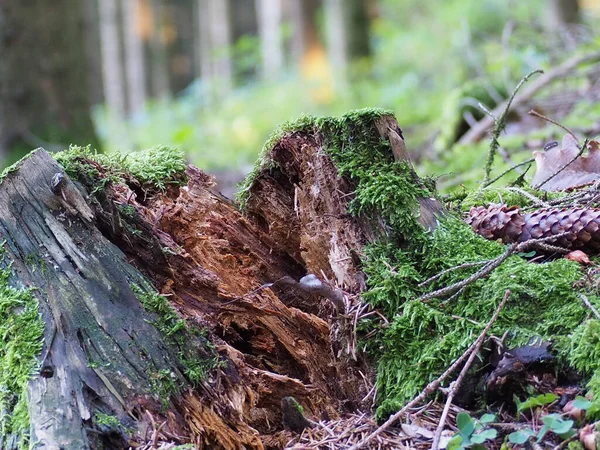 Tiro Perto Uma Velha Árvore Seca Musgosa Floresta — Fotografia de Stock
