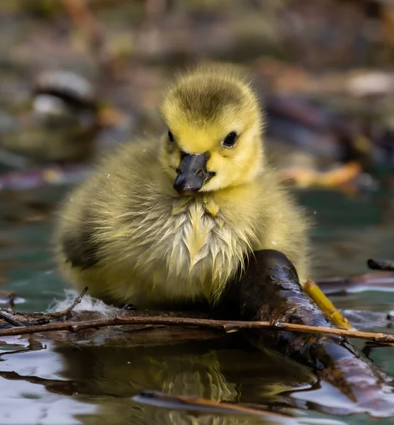 물에서 수영하는 노란색귀여운 집오리 새끼의 수직으로 — 스톡 사진
