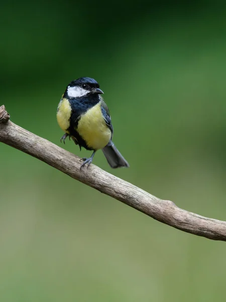 A vertical selective focus shot of a Great Tit bird sitting on a branch of a tree