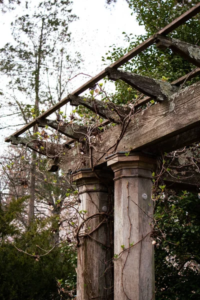 Vines Slowly Growing Old Weathered Wooden Structure Covered Moss — Stock Photo, Image