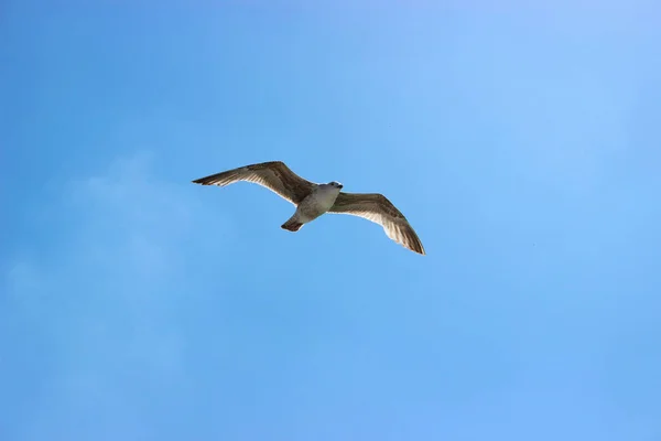 Uma Gaivota Voadora Com Céu Azul — Fotografia de Stock