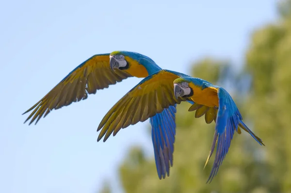 Gökyüzünde Uçuşan Renkli Sarı Mavi Bir Papağan — Stok fotoğraf