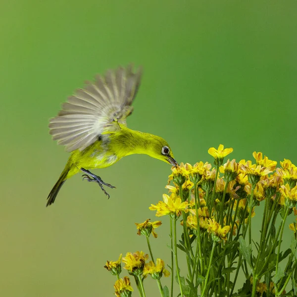 青い背景に黄色の花の蜜を食べる白い目の鳥 — ストック写真