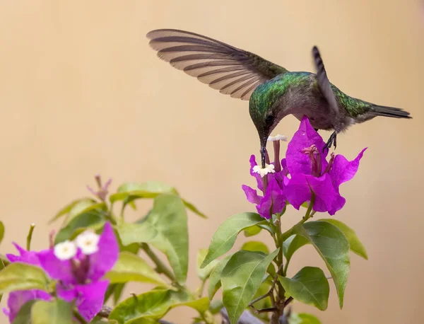 ピンクの花の上にアンチレンの紋章入りのハチドリが — ストック写真