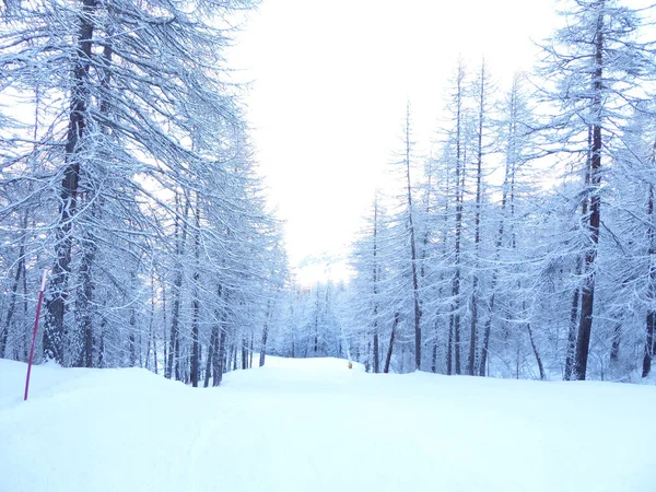 森林里冬季的风景 道路和树木都被雪覆盖着 — 图库照片