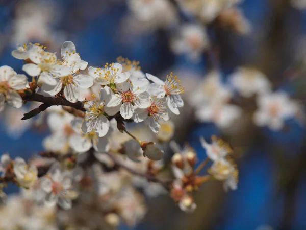 Ein Selektiver Fokusschuss Von Kirschblüten — Stockfoto