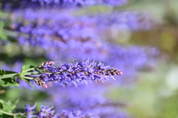 紫色鼠尾草花的选择性焦点拍摄 — 图库照片