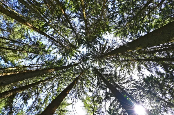 Tir Angle Bas Arbres Dans Forêt Par Une Journée Ensoleillée — Photo