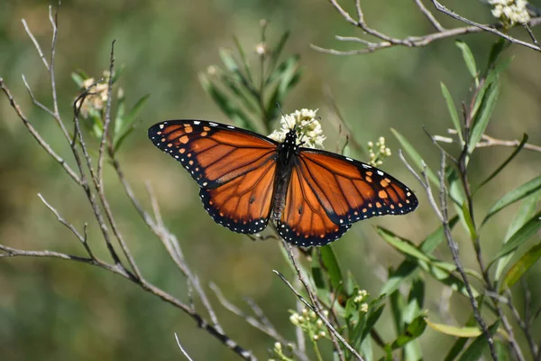 Papillon Monarque Sud Danaus Erippus Abrite Argentine Amérique Sud — Photo