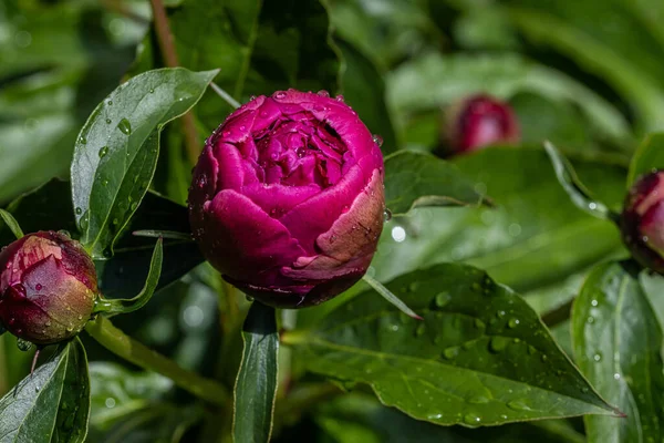 Peônias Peônia Comum Paeonia Officinalis — Fotografia de Stock