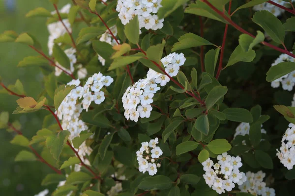 Gros Plan Buissons Beaux Arbustes Fleurs Spirea Dans Jardin — Photo