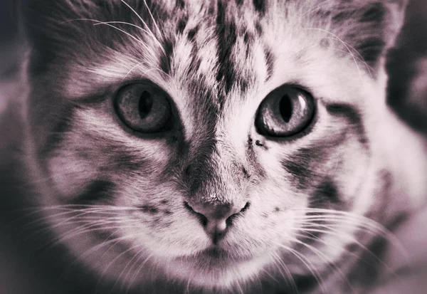 Eine Großaufnahme Einer Katze Mit Schönen Augen — Stockfoto