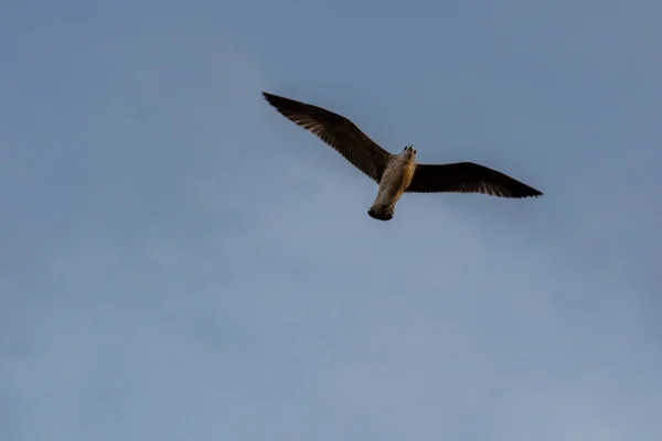 Pohled Očí Žáby Vznášejícího Ptáka Proti Jasně Modré Obloze — Stock fotografie