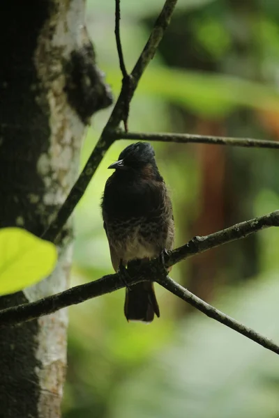 A black bird is perched on a branch of a tree.