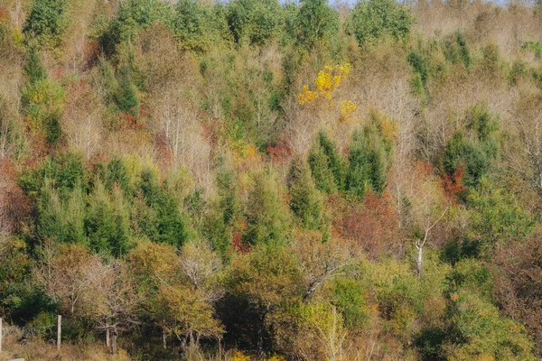 晴れた日には紅葉の美しい森の景色 — ストック写真