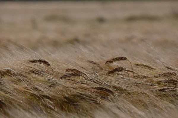 Detailní Záběr Pšeničných Uší Poli — Stock fotografie