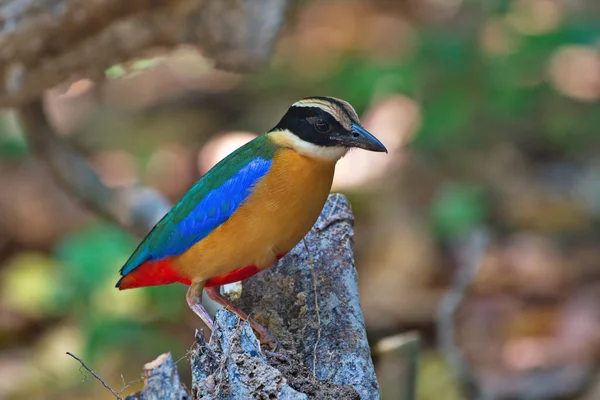Blue Winged Hooded Pitta Birds Feeding Meal Worms Jungle Floor — Stock Photo, Image