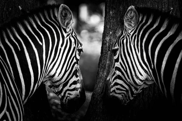 Dva Zebry Schovávají Myslí Nevidíme Safari Peaugres Francie — Stock fotografie