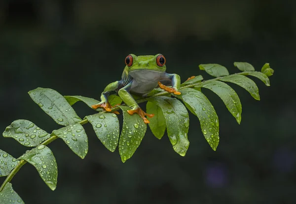 Kırmızı Gözlü Ağaç Kurbağası Bulanık Bir Arka Planı Olan Bir — Stok fotoğraf