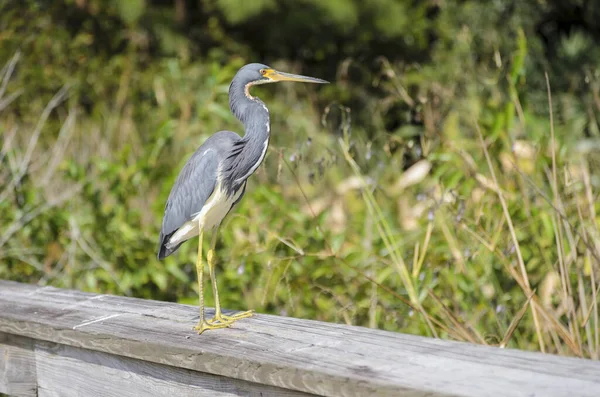 Een Prachtig Shot Van Een Driekleurige Reiger Staat Een Houten — Stockfoto