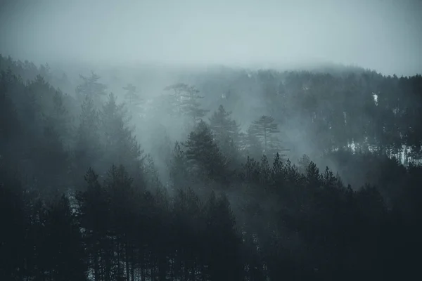 Uma Vista Alto Ângulo Tempo Nebuloso Céu Escuro Sobre Árvores — Fotografia de Stock