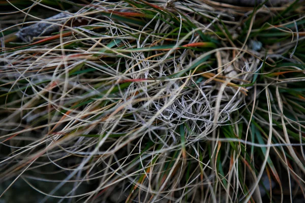 Yeşil Kahverengi Kurutulmuş Çim Tarlasının Yakın Çekimi — Stok fotoğraf