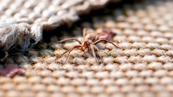 Selective Focus Sot Wolf Spider Carpet — Stock Photo, Image
