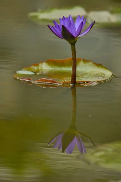 美しい紫色の睡蓮の垂直ショット — ストック写真