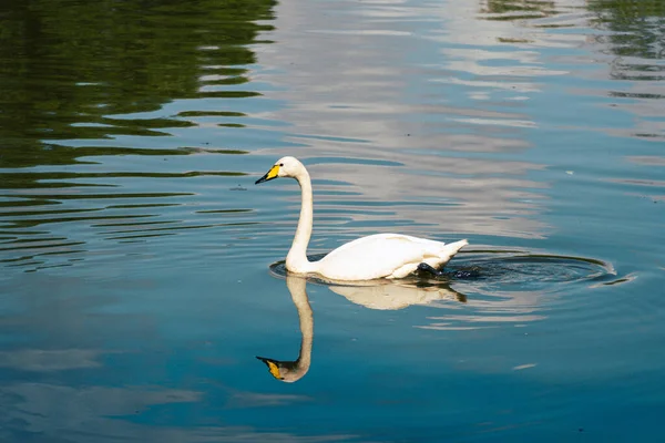 Cisne Blanco Nadando Lago Con Reflejo Agua — Foto de Stock