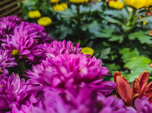 Selektiv Fokusbild Lila Krysantemum Trädgården — Stockfoto